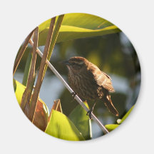 bird refrigerator magnets