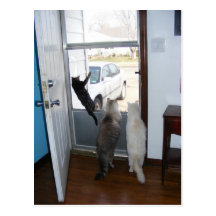 bird watching cats postcard