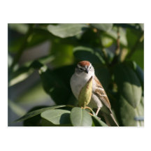 Bird Watching Photo Postcard