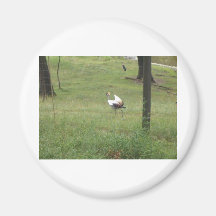Birds Fridge Magnets