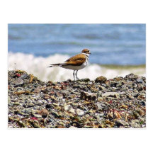 Birds Oceans Beaches Postcards