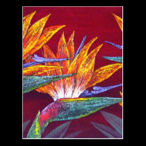 Birds Of Paradise Tropical Flower - Multi postcards