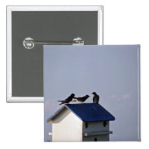 Birds on a cool blue roof button