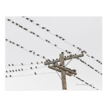 Birds perched on wires post cards