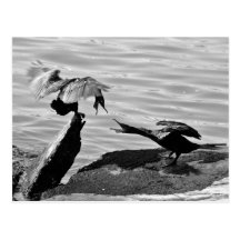Birds Post Cards