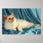 Birman, red point poster