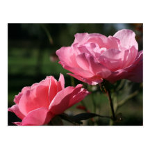 Birth Flower - JUNE - Rose Post Card