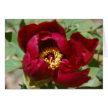 Birth of a Colour II Card