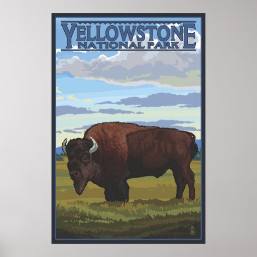 Bison Scene - Yellowstone National Park Print