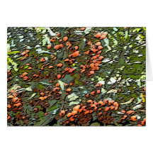 bittersweet greeting card