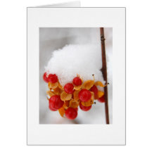 Bittersweet in Snow Card