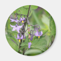 Bittersweet Nightshade Refrigerator Magnets