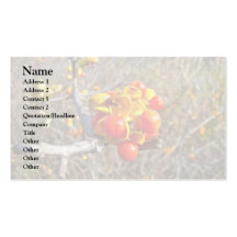 Bittersweet Vine Berries Items Business Card