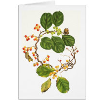 Bittersweet vine greeting cards