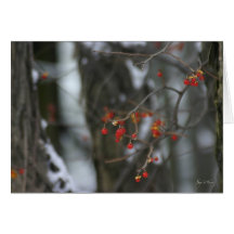 Bittersweet Winter Cards