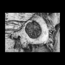 Bizarre tree abstract round shape canvas prints