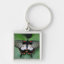 Black and Pink Swallowtail Butterfly Keychain