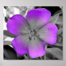 black and purple flower poster