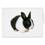 Black and White Bunny Rabbit Easter Card