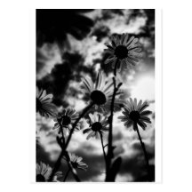 black and white daisies post card