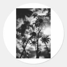 black and white daisies sticker