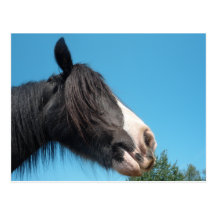 Black and White Horse / Pony - Horse Photography Post Card