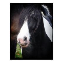 Black and White Horse Portrait Postcard
