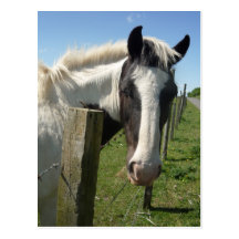 Black and White Horse Postcard