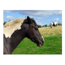 Black and White Horses / Ponies Postcard