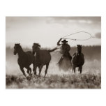 Black and White photo of a Cowboy Lassoing Horses Post Card