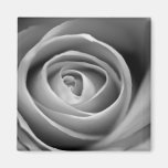 Black and White Rose Square Magnet