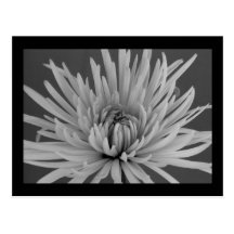 Black and White Spider Mum Postcard
