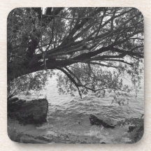 Black and White Tree Silhouette Coasters