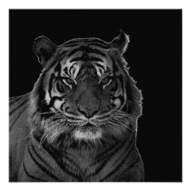 Black and White Wild Tiger Personalized Invitations