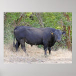 Black Angus Bull Print