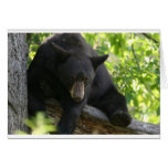 black bear cards