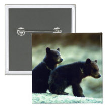 Black Bear cubs Buttons
