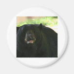 black bear magnet