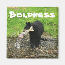 Black Bear Magnets