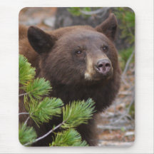 Black Bear Mouse Mats