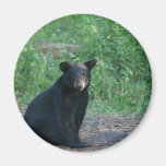 black bear refrigerator magnets