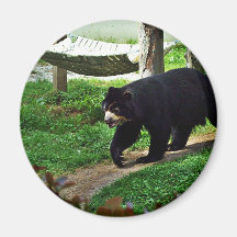 Black bear refrigerator magnets