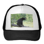 black bear sitting in tree hat