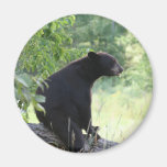 black bear sitting in tree refrigerator magnet