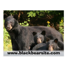 black bears post card