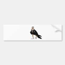 Black bird predator aggressive hawk bumper sticker