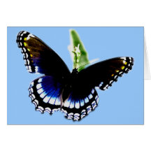 Black Butterfly Cards
