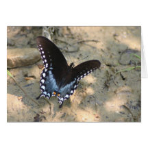 Black Butterfly Cards