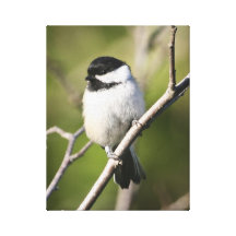 Black Capped Chickadee Canvas Prints