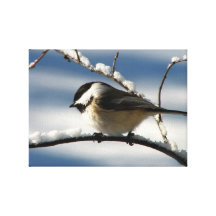 Black-capped Chickadee Gallery Wrap Canvas